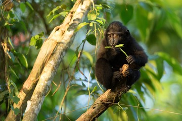 Small cute baby macaque on the branch of the tree eating leaves. Close up portrait. Endemic black crested macaque or the black ape. Unique mammals in Tangkoko National Park,Sulawesi. Indonesia