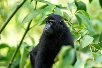 Small cute baby macaque on the branch of the tree in rainforest. Close up portrait. Endemic black crested macaque or the black ape. Unique mammals in Tangkoko National Park,Sulawesi. Indonesia