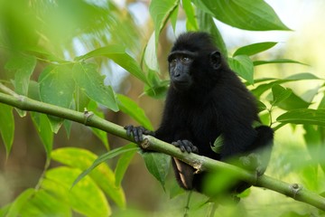 Small cute baby macaque on the branch of the tree in rainforest. Close up portrait. Endemic black crested macaque or the black ape. Unique mammals in Tangkoko National Park,Sulawesi. Indonesia