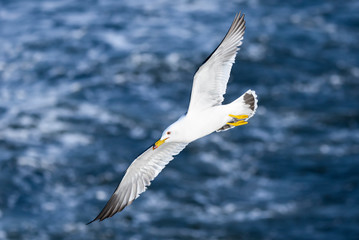 Naklejka premium Gull flies above a beach of an island.