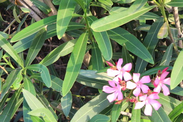 Flowers in botanical gardens of  colorful and beautifu