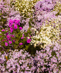 Obraz premium a set of wild purple, lilac and white flowers/ The Astri are perennial flowers typical of the autumn months, characterized by large flowers similar to Daisies in the shades of pink, purple and white.