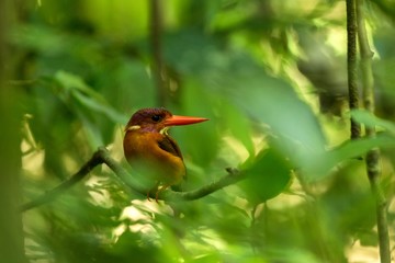 Dwarf sulawesi kingfisher (Ceyx fallax) perches on a branch in indonesian jungle,family Alcedinidae, endemic species to Indonesia, Exotic birding in Asia, Tangkoko, Sulawesi, beautiful colorful bird