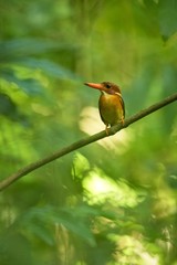 Dwarf sulawesi kingfisher (Ceyx fallax) perches on a branch in indonesian jungle,family Alcedinidae, endemic species to Indonesia, Exotic birding in Asia, Tangkoko, Sulawesi, beautiful colorful bird