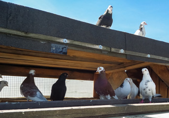 pigeons on the roof