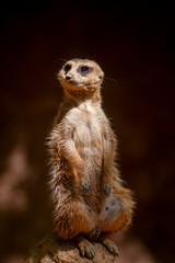 Suricata suricatta