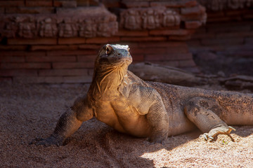 hermoso dragón de komodo 
