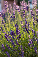  the blooming lavender flowers in Provence, near Sault, France