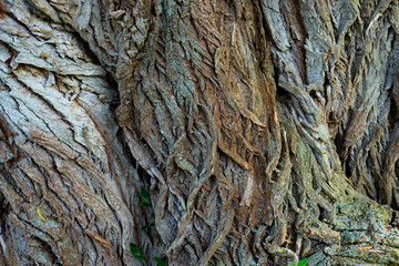bark of a tree