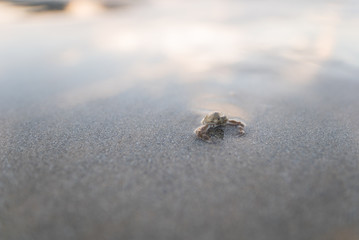 波打ち際のカニ