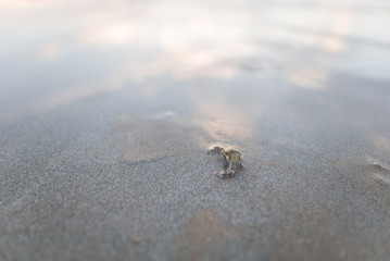 波打ち際のカニ