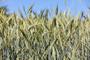 Field of unripe cereals in Provence. France
