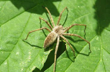 Nursery spider on green leaf in the garden, closeup 