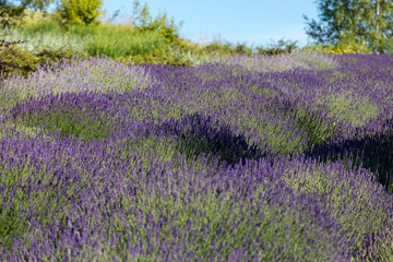 Obraz premium the blooming lavender flowers in Provence, near Sault, France