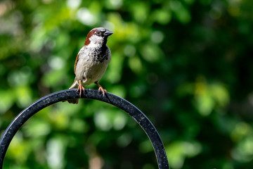 Male house sparrow (Passer domesticus) wild bird perched on a garden feeder