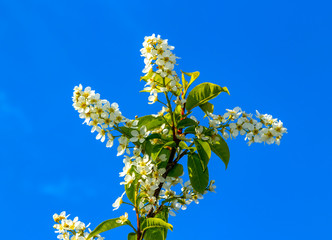 Beautiful flowering tree against a blue sky