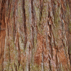 Sequoiadendron giganteum. Tronc et écorce épaisse et fibreuse de couleur rougeâtre du séquoia géant