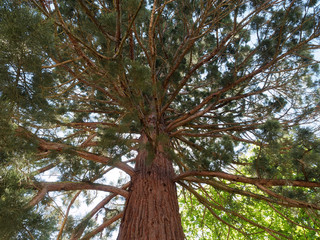 Sous un séquoia géant (Sequoiadendron giganteum)