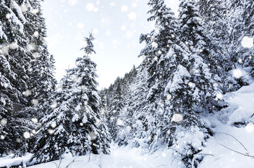 Wonderful wintry landscape. Winter mountain forest. Majestic Mountain on background. creative...