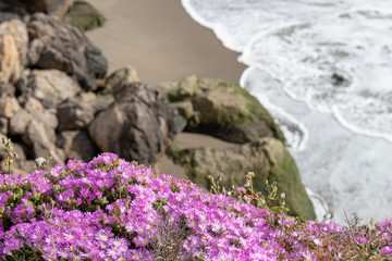 Purple Ice Plant blossoms cling to a  cliff.  Surf, beach and rocks out of focus below.  Sunny summer afternoon.  Native to South Africa, the drought tolerant plant is common in Northern California.