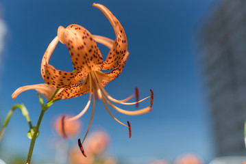オニユリの花
