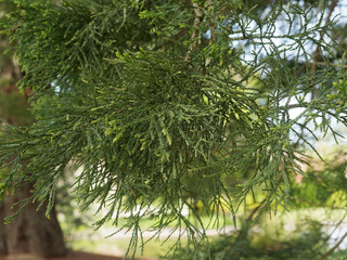 Sequoiadendron giganteum. Feuillage d'un séquoia géant, aiguilles pointues en spirales autour d'un tige de couleur vert