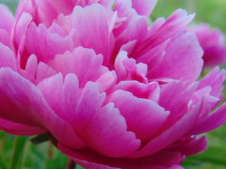 pink peonies in the garden