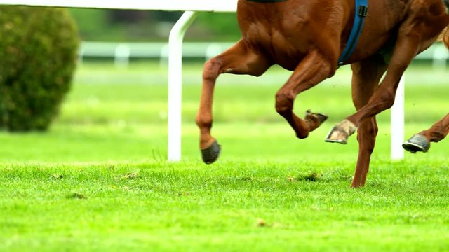 Super slow motion of horse derby in detail of legs. Filmed on very high speed camera, 1000 fps.