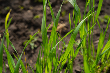 Young sprouts of wheat, closeup view field