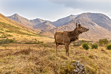Red Deer in the Scottish Highlands near Glen Coe