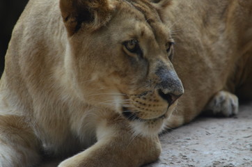 Obraz premium Löwin liegend