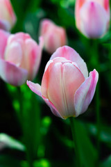 pale pink tulips closeup on green background