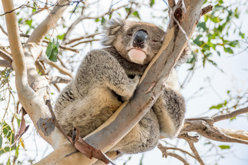Koala clinging to a high branch looks down with one eye open and one closed, Kangaroo Island, Southern Australia