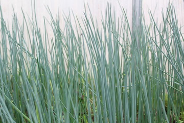 green onions in the greenhouse