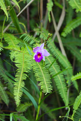 Beautiful wild orchids in the forest  of Thailand.