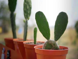 The cactus plant with rabbit style