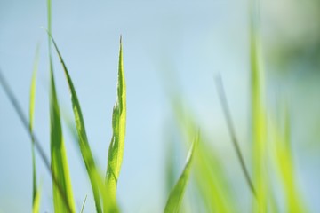 culms with water bokeh, green grass blades with blue background, meadow on the riverbank