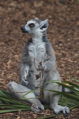 Erdmännchen sitzend auf dem Boden