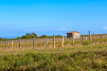 Wooden poles with stretched metal wire support the vineyard lit by evening light. Medieval shed on the field. Blue sky. Art photo.