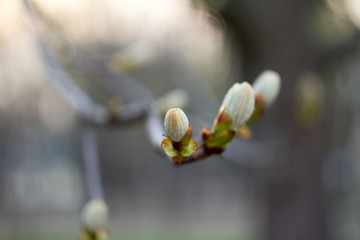 Bokeh abstract green leaf pattern nature green background.