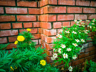 flower on brick wall