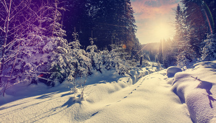 Majestic winter landscape. frosty pine tree under sunlight at sunset. christmas holiday concept, unusual wonderful landscape. fantastic wintry background. instagram effect. retro style.