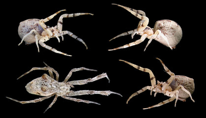 Spiders. Close up. Isolated on a black background