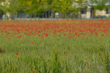 poppy field of red poppies, flowerbeds
