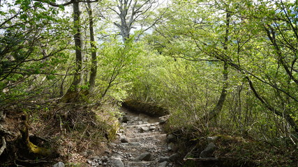 大山　登山道	