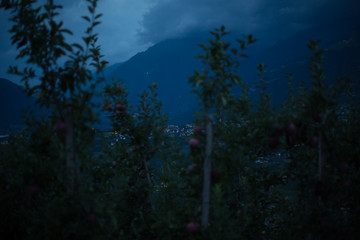 Fototapeta na wymiar Eine Apfelplantage bei Meran