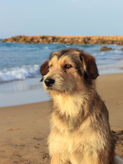 One homeless shaggy dog of brown color of the large size sits on the beach by the sea at sunset.