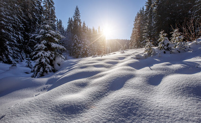 Fantastic winter forest landscape. Icy snowy fir trees glowin in sunlight. winter holiday concept. travel happy day. wonderland in winter. background in postcard. creative artistic image