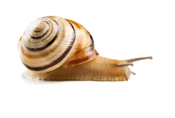 Colorful Helicid Snail isolated on white.