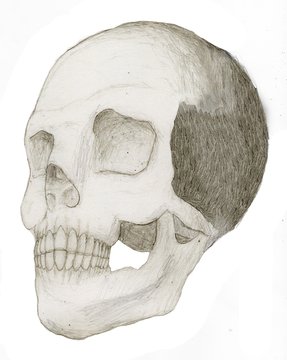 Human Skull - Isolated, penciled, drawn from anatomical diagrams